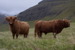 Faroese cow