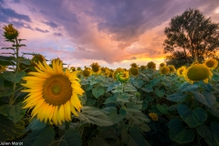 Sunflowers suset