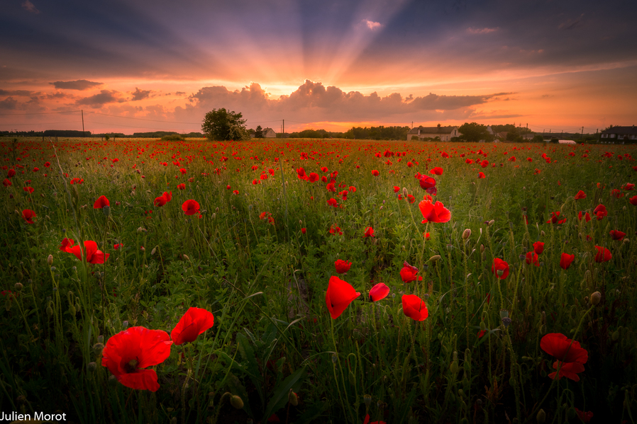 Poppies field