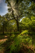 Brocéliande