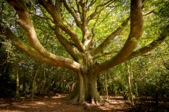 Brocéliande