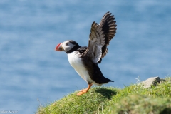 Puffins