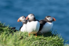 Puffins