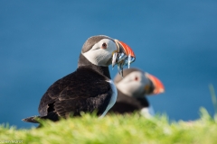 Puffins