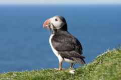 Puffins