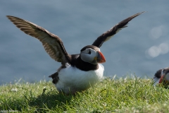 Puffins