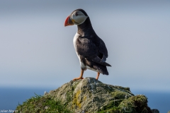 Puffins