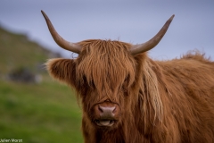 Faroese cow
