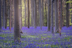 Hallerbos 2023