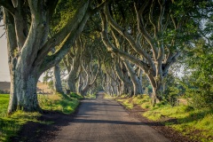 The Dark Hedges
