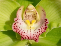 Orchidée