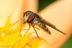 Macrophotographie