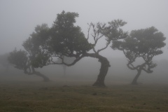 DSCF4317