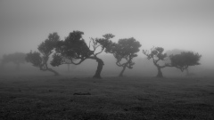 DSCF4320