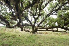 Fanal