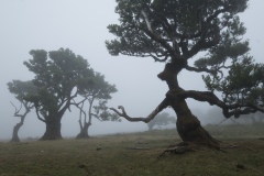 Fanal Forest
