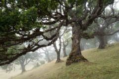 Fanal Forest