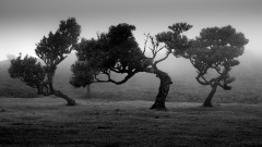 Fanal Forest