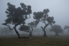 Fanal Forest