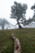 Fanal Forest