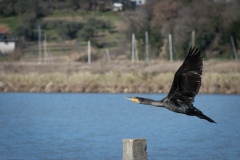 Sečovlje Salina Nature Park