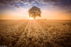 Wheat field sunset